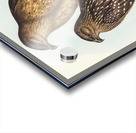 Whistling eagle illustrated by Elizabeth Gould 1804–1841 for John Gould’s 1804-1881 Birds of Australia  Acrylic print