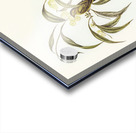 Yellow Weebill Smicrornis flavescens illustrated by Elizabeth Gould 1804–1841 for John Gould’s 1804-1881 Birds of Australia  Acrylic print