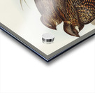 Spotted Goat-sucker Eurostopodus guttatus illustrated by Elizabeth Gould 1804–1841 for John Gould’s 1804-1881 Birds of Australia  Acrylic print