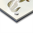 Yellow-bellied flycatcher Microeca flavigaster illustrated by Elizabeth Gould 1804–1841 for John Gould’s 1804-1881 Birds of Australia  Acrylic print