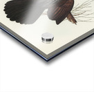 Grey Struthidea Struthidea cinerea illustrated by Elizabeth Gould 1804–1841 for John Gould’s 1804-1881 Birds of Australia  Acrylic print