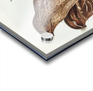 Black-Breasted Buzzard Buteo melanosternon illustrated by Elizabeth Gould 1804–1841 for John Gould’s 1804-1881 Birds of Australia  Acrylic print