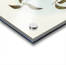 Olivaceous Pachycephala Pachycephala olivacea Vig&Horsf illustrated by Elizabeth Gould 1804–1841 for John Gould’s 1804-1881 Birds of Australia  Acrylic print