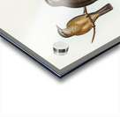 Little Colluricincla Colluricincla parvula illustrated by Elizabeth Gould 1804–1841 for John Gould’s 1804-1881 Birds of Australia  Acrylic print