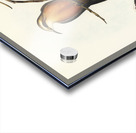 Red-breasted Pomatorhinus Pomatorhinus rubeculus illustrated by Elizabeth Gould 1804–1841 for John Gould’s 1804-1881 Birds of Australia  Impression Acrylique