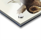 Sooty Owl Strix tenebricosus Gould illustrated by Elizabeth Gould 1804–1841 for John Gould’s 1804-1881 Birds of Australia  Acrylic print