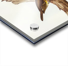 White-bellied Shrike-Tit Falcunculus leucogaster illustrated by Elizabeth Gould 1804–1841 for John Gould’s 1804-1881 Birds of Australia  Acrylic print