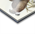 Australian Goshawk Astur approximans illustrated by Elizabeth Gould 1804–1841 for John Gould’s 1804-1881 Birds of Australia  Acrylic print