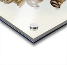 White-bellied Owlet Nightjar Aegotheles leucogaster Gould illustrated by Elizabeth Gould 1804–1841 for John Gould’s 1804-1881 Birds of Australia  Acrylic print