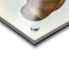 Rufous Owl Athene rufa illustrated by Elizabeth Gould 1804–1841 for John Gould’s 1804-1881 Birds of Australia  Acrylic print