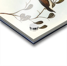 Grey-tailed Pachycephala Pachycephala glaucura illustrated by Elizabeth Gould 1804–1841 for John Gould’s 1804-1881 Birds of Australia  Acrylic print