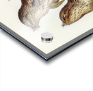 Podargus Phalaenoides and Moth-plumaged Podargus Gould Iillustrated by Elizabeth Gould 1804–1841 for John Gould’s 1804-1881 Birds of Australia  Acrylic print