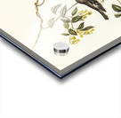 Rose-breasted Wood-robin Erythrodryas rosea illustrated by Elizabeth Gould 1804–1841 for John Gould’s 1804-1881 Birds of Australia  Acrylic print