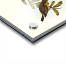 Lunated Pachycephala Pachycephala falcata illustrated by Elizabeth Gould 1804–1841 for John Gould’s 1804-1881 Birds of Australia  Acrylic print