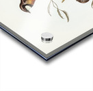 Banded Thickhead Pachycephala pectoralis illustrated by Elizabeth Gould 1804–1841 for John Gould’s 1804-1881 Birds of Australia  Acrylic print