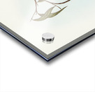 Plumbeous Flycatcher Myiagra plumbea illustrated by Elizabeth Gould 1804–1841 for John Gould’s 1804-1881 Birds of Australia  Acrylic print