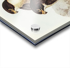 Black-cheeked Falcon Falco melanogenys illustrated by Elizabeth Gould 1804–1841 for John Gould’s 1804-1881 Birds of Australia  Acrylic print