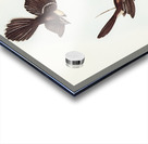 White-shafted Fantail Rhipidura albiscapa illustrated by Elizabeth Gould 1804–1841 for John Gould’s 1804-1881 Birds of Australia  Acrylic print