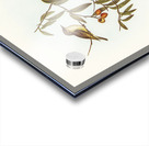 Green-backed Gerygone Gerygone chloronotus illustrated by Elizabeth Gould 1804–1841 for John Gould’s 1804-1881 Birds of Australia  Acrylic print