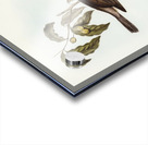 Harmonious Colluricincla Colluricincla harmonica illustrated by Elizabeth Gould 1804–1841 for John Gould’s 1804-1881 Birds of Australia  Acrylic print