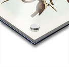 Plain-coloured Pachycephala Pachycephala simplex illustrated by Elizabeth Gould 1804–1841 for John Gould’s 1804-1881 Birds of Australia  Acrylic print