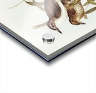 Selby’s Colluricincla Colluricincla Selbii illustrated by Elizabeth Gould 1804–1841 for John Gould’s 1804-1881 Birds of Australia  Impression Acrylique