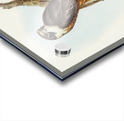 Falcon illustrated by Elizabeth Gould 1804–1841 for John Gould’s 1804-1881 Birds of Australia  Acrylic print