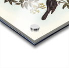 Broad-billed Flycatcher Myiagra latirostris illustrated by Elizabeth Gould 1804–1841 for John Gould’s 1804-1881 Birds of Australia  Acrylic print