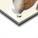 Little Australian Eagle Aquila Morphnoides illustrated by Elizabeth Gould 1804–1841 for John Gould’s 1804-1881 Birds of Australia  Acrylic print