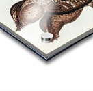 Plumed Podargus Podargus plumiferus illustrated by Elizabeth Gould 1804–1841 for John Gould’s 1804-1881 Birds of Australia  Acrylic print