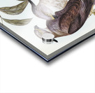 Crested Hawk Lepidogenys subcristatus illustrated by Elizabeth Gould 1804–1841 for John Gould’s 1804-1881 Birds of Australia  Acrylic print