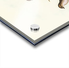 Great-winged Flycatcher Microeca macroptera illustrated by Elizabeth Gould 1804–1841 for John Gould’s 1804-1881 Birds of Australia  Acrylic print