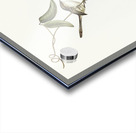 Banded Wren Alurus splendens illustrated by Elizabeth Gould 1804–1841 for John Gould’s 1804-1881 Birds of Australia  Acrylic print