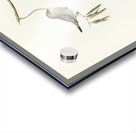 Plain-coloured Finch Amadina modesta illustrated by Elizabeth Gould 1804–1841 for John Gould’s 1804-1881 Birds of Australia  Acrylic print