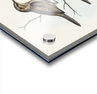 Black-breasted Songlark Cincloramphus cantillans illustrated by Elizabeth Gould 1804–1841 for John Gould’s 1804-1881 Birds of Australia  Acrylic print