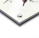 Red-eared Finch Estrelda oculea illustrated by Elizabeth Gould 1804–1841 for John Gould’s 1804-1881 Birds of Australia  Acrylic print