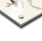 Red-eyebrowed Finch Estrelda temporalis  illustrated by Elizabeth Gould 1804–1841 for John Gould’s 1804-1881 Birds of Australia  Acrylic print