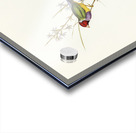 Beautiful Grass Finch Poephila mirabilis Homb&Jacq illustrated by Elizabeth Gould 1804–1841 for John Gould’s 1804-1881 Birds of Australia  Acrylic print