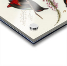 Rainbow Pitta Pitta Iris illustrated by Elizabeth Gould 1804–1841 for John Gould’s 1804-1881 Birds of Australia  Acrylic print