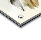 Marsh Sandpiper Totanus stagnatilis illustrated by Elizabeth Gould 1804–1841 for John Gould’s 1804-1881 Birds of Australia  Acrylic print