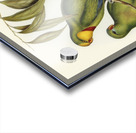 Black-tailed Parakeet Polytelis melanura illustrated by Elizabeth Gould 1804–1841 for John Gould’s 1804-1881 Birds of Australia  Impression Acrylique