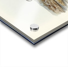 Black-fronted Dottrel Hiaticula nigrifrons illustrated by Elizabeth Gould 1804–1841 for John Gould’s 1804-1881 Birds of Australia  Acrylic print