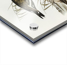 Black-tailed Godwit Limosa Melanuroides illustrated by Elizabeth Gould 1804–1841 for John Gould’s 1804-1881 Birds of Australia  Acrylic print