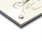 Brown Songlark Cincloramphus cruralis illustrated by Elizabeth Gould 1804–1841 for John Gould’s 1804-1881 Birds of Australia  Acrylic print