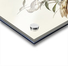 Little chthonicola chthonicola minima illustrated by Elizabeth Gould 1804–1841 for John Gould’s 1804-1881 Birds of Australia  Acrylic print