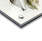 Australian Tringa Schoeniclus Australis illustrated by Elizabeth Gould 1804–1841 for John Gould’s 1804-1881 Birds of Australia  Acrylic print