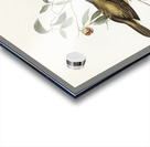 Australian Bell Bird Myzantha melanophrys illustrated by Elizabeth Gould 1804–1841 for John Gould’s 1804-1881 Birds of Australia  Acrylic print