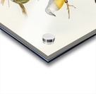 Grey-breasted Robin Eopsaltria griseogularis illustrated by Elizabeth Gould 1804–1841 for John Gould’s 1804-1881 Birds of Australia  Acrylic print