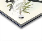 White-winged Chough Corcorax leucopterus illustrated by Elizabeth Gould 1804–1841 for John Gould’s 1804-1881 Birds of Australia  Acrylic print