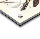 Black-throated Psophodes Psophodes nigrogularis illustrated by Elizabeth Gould 1804–1841 for John Gould’s 1804-1881 Birds of Australia  Acrylic print